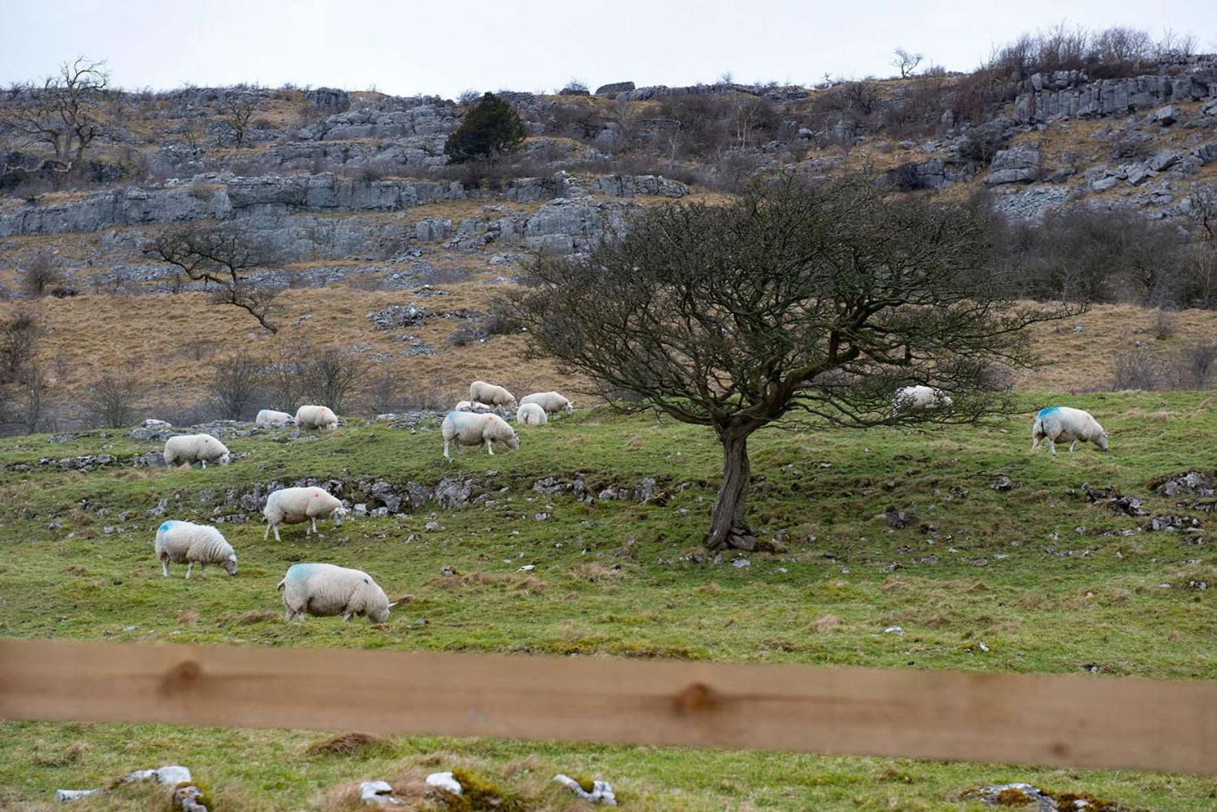 Dalecote Barn Bed & Breakfast إنغيلتون المظهر الخارجي الصورة